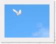 Red-Tail Tern * 1500 x 1125 * (49KB)